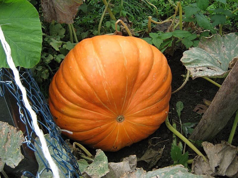 Giant pumpkin