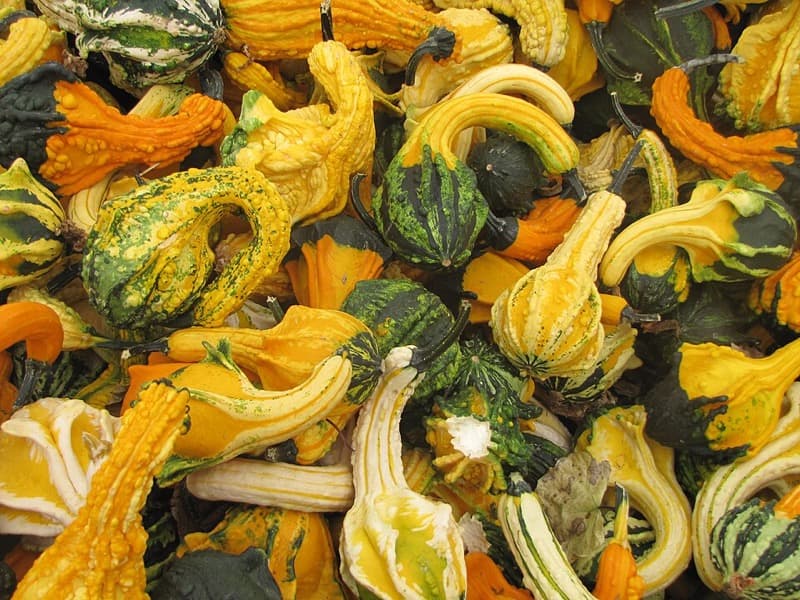 Swan Gourds pumpkin