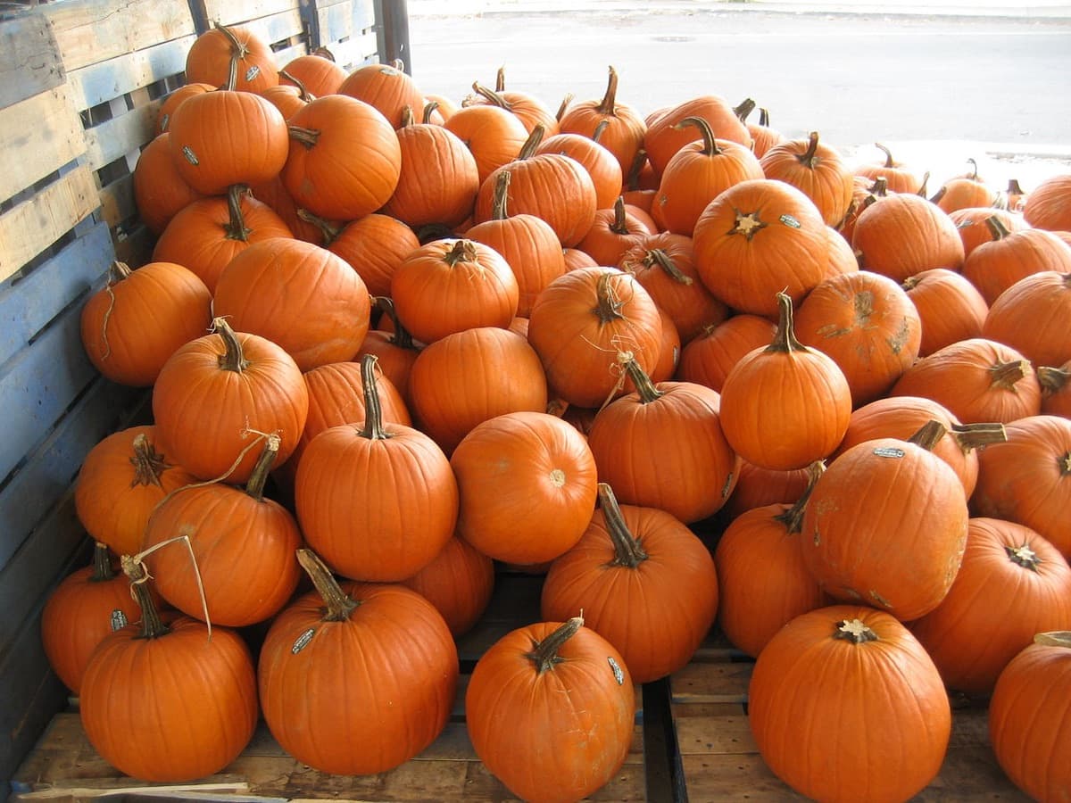 A truck bed loaded with fresh pumpkins