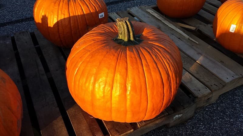 Large pumpkin