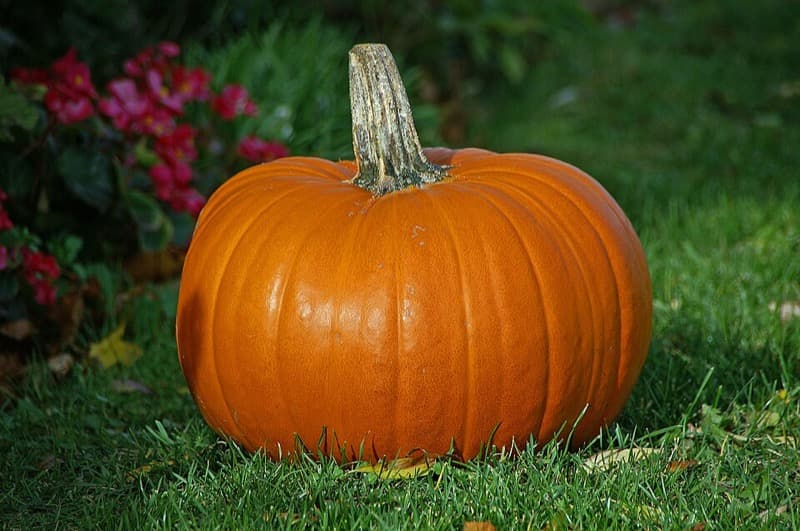 Medium pumpkin