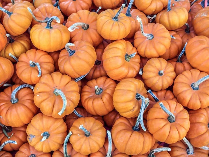 Mini pumpkin
