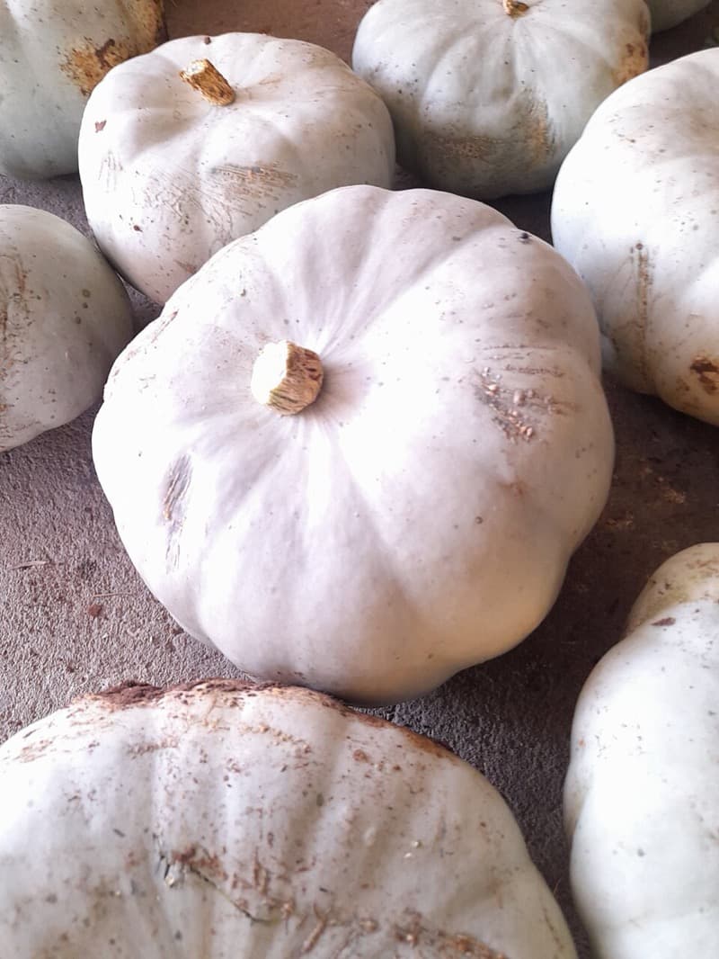 Snowball pumpkin